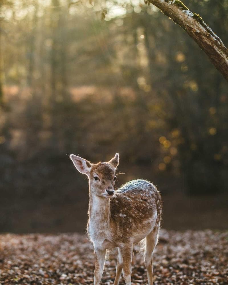 Pima Cotton Polo - view 1