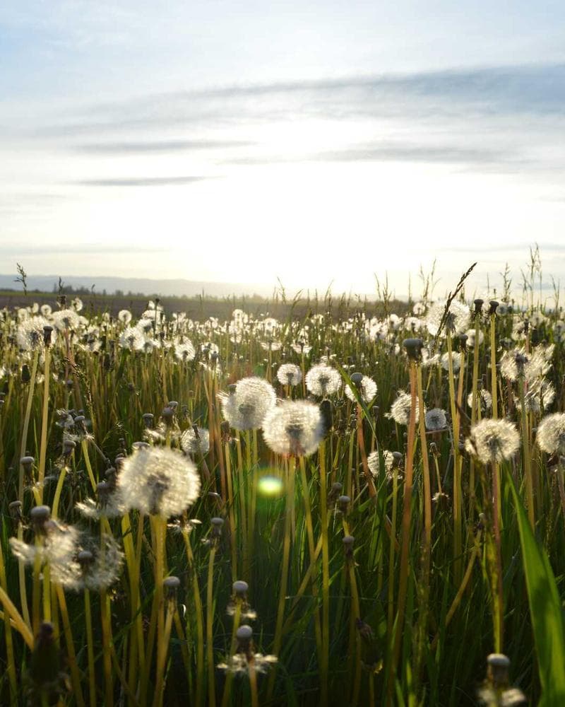 Quilted Vest Black front